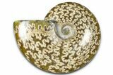 Polished Ammonite (Cleoniceras) Fossil - Madagascar #364991-1